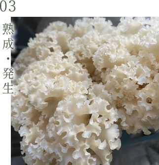 03.熟成・発生