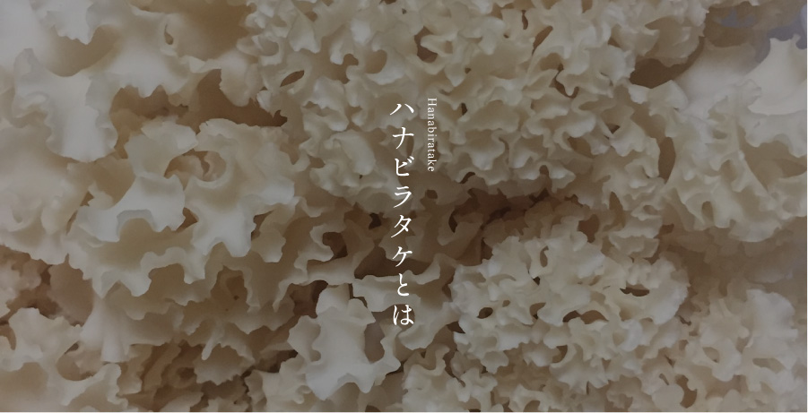 ハナビラタケとは
